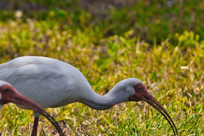 Close-up of bird on field