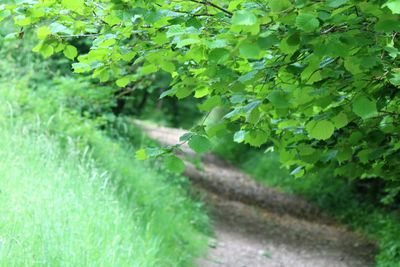 Plants growing on tree
