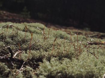 Plant growing on field