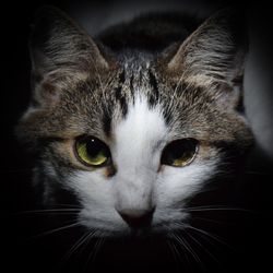 Close-up portrait of cat