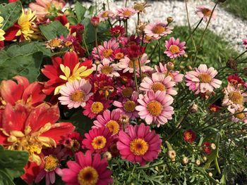 High angle view of pink flowering plants on field