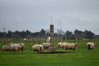 Sheep grazing on field against sky