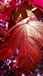 Close-up of leaves