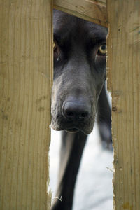 Close-up of dog peeking through fence