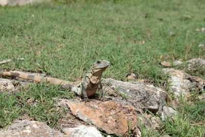 View of lizard on field