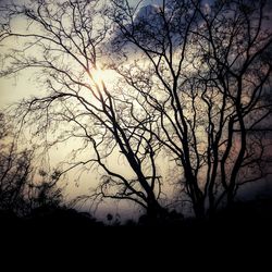 Silhouette bare tree against sky during sunset