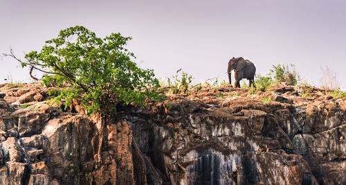 View of elephant on rock against sky