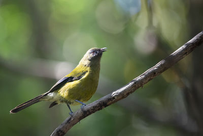 Close-up of bird perching on branch