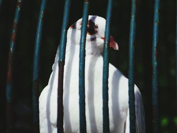 Close-up of white pigeon in cage