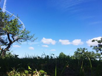 Low angle view of trees against sky