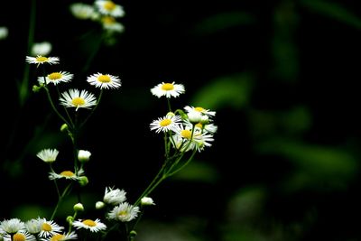 Close-up of yellow flowers blooming outdoors