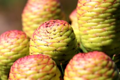 Close-up of fruit