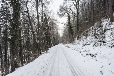 Snow covered land amidst trees in forest