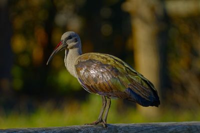 Close-up of bird perching on a tree