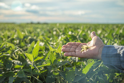 agriculture