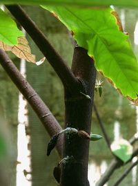 Close-up of plant