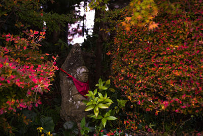 Close-up of pink flowering plant in forest