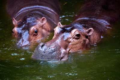 Mostly submerged hippopotamus with exposed eyes, ears, and nostrils