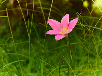 Close-up of pink flower