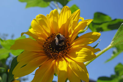 Close-up of bee on yellow flower