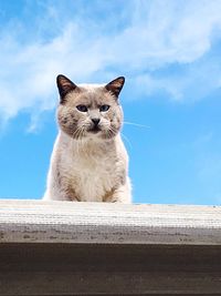 Low angle portrait of cat sitting against sky