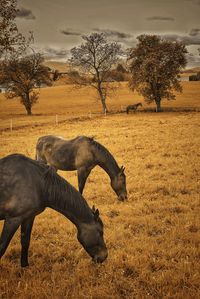 Horses grazing in field