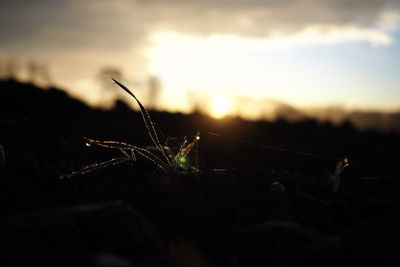 Close-up of insect against sky at sunset