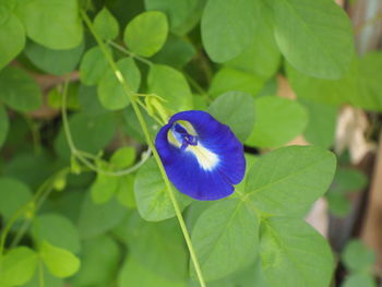 Close-up of blue flower on plant