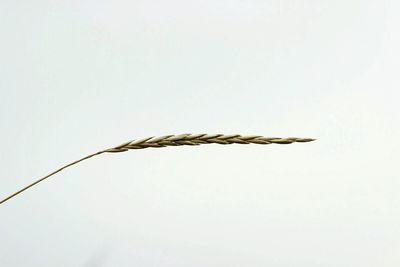 Close-up of plant against sky