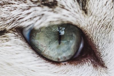 Close-up of cat eye