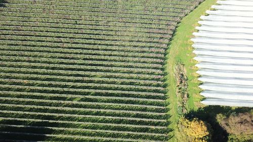 High angle view of rice field