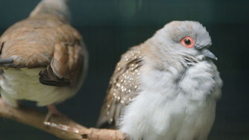 Close-up of two birds