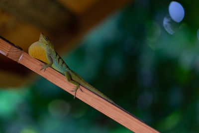 Close-up of lizard on wood