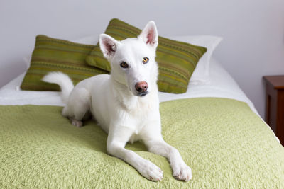 Selective focus horizontal portrait of stunning white husky lying down on bed looking up	