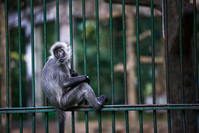 Monkey in cage