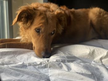 Portrait of dog relaxing on bed at home