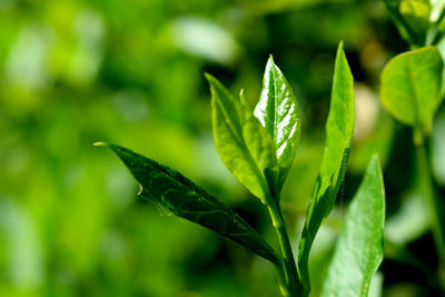 Close-up of wet plant leaves