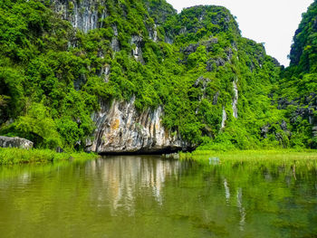 Scenic view of lake in forest