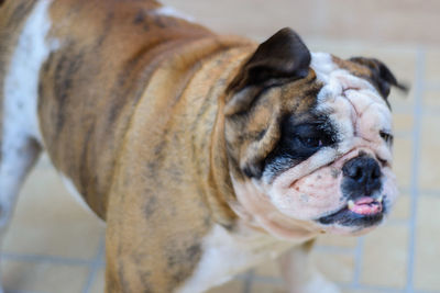 Close-up of a dog looking away