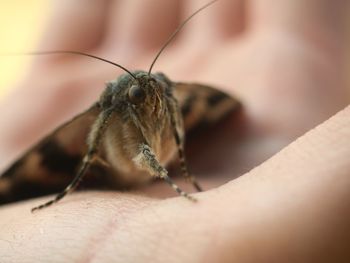 Close-up of insect on hand