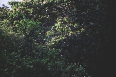 Close-up of fresh green plants in sunlight