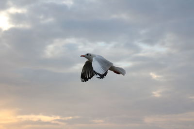 Low angle view of seagull flying