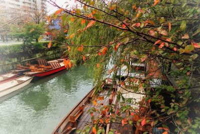 Tree by boat moored in autumn