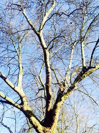 Low angle view of bare tree against clear sky