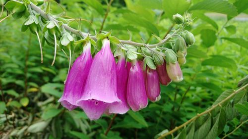 Close-up of pink flowers