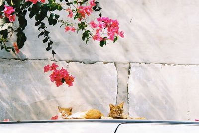 View of cat on wall