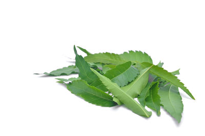 Close-up of leaf against white background