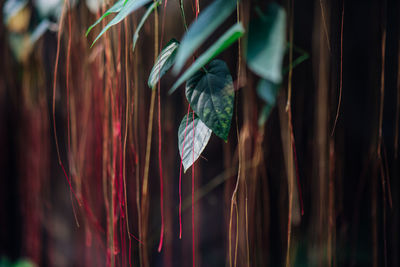 Close-up of decoration hanging outdoors