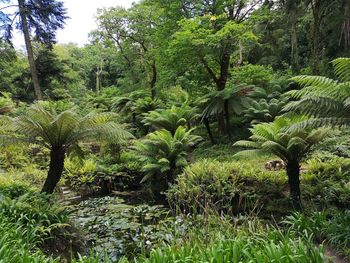 Scenic view of forest
