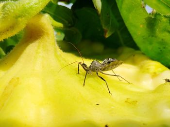 Close-up of insect on leaf